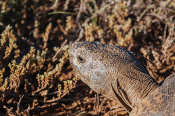 Tortoise in nature