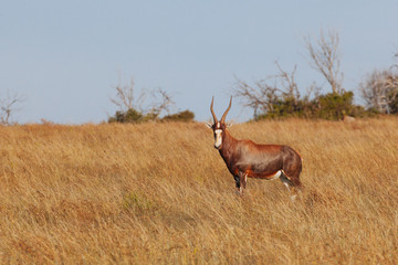 Red Hartebeest