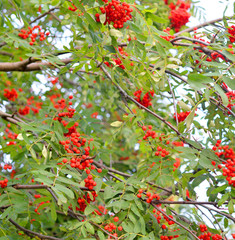 Red rowan berries on tree.