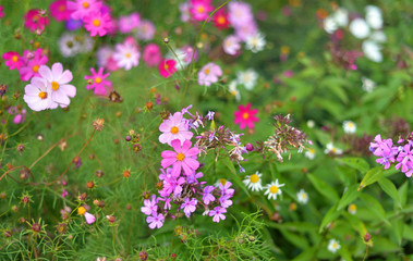 Flowers close up background.