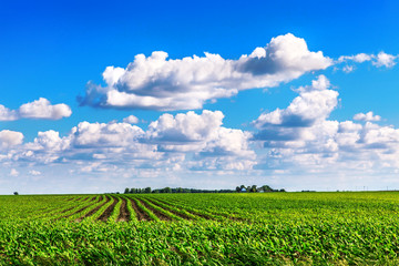 Soybean field with blue sky and clouds in the background