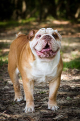 Fototapeta premium English Bulldog