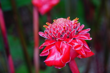Red torch ginger flower (Etlingera elatior)