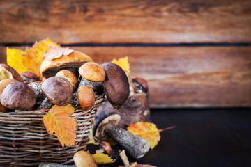 Wild forest edible mushrooms (boletus) in basket