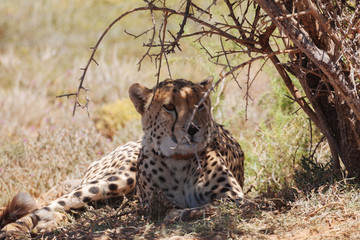 Cheetah im Mature
