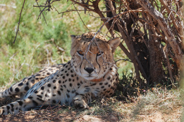 Cheetah im Mature