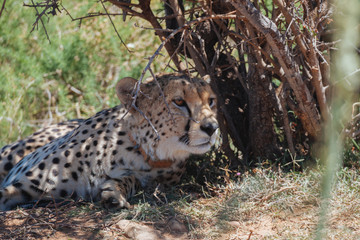 Cheetah im Mature