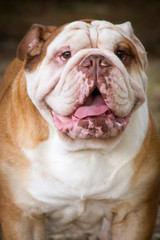 Fototapeta premium English Bulldog
