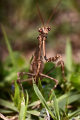 Louva-a-deus (Mantodea) | Praying mantis photographed in Linhares, Espírito Santo - Southeast of Brazil. Atlantic Forest Biome.