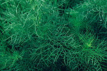 Creative layout made of green leaves. Flat lay. Nature concept