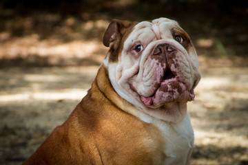 English Bulldog