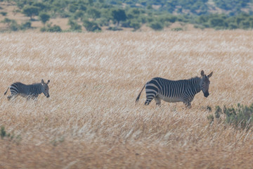 Fototapeta na wymiar Zebra in Nature. South Africa