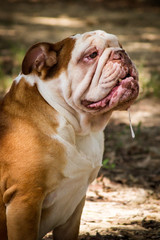 English Bulldog