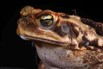 Sapo-cururu (Rhinella crucifer) | Toad photographed in Linhares, Espírito Santo - Southeast of Brazil. Atlantic Forest Biome.