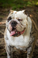 English Bulldog