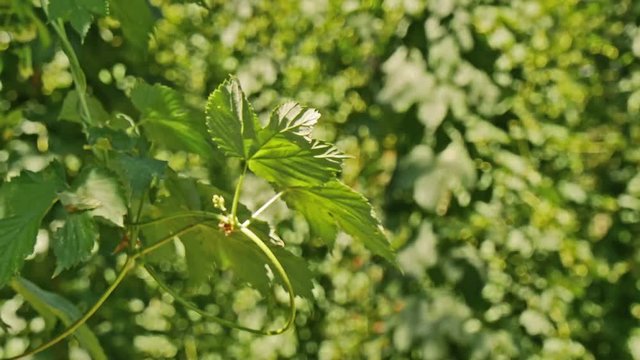 Sunny green hop garden with grownig hops