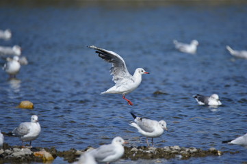 The sea bird