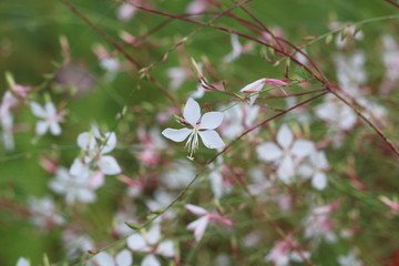 9月の花　ガウラ