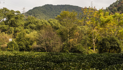 Fototapeta na wymiar tea garden