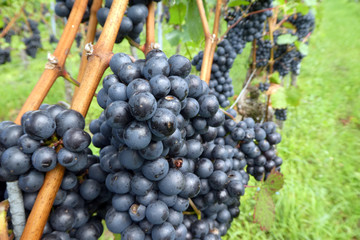 Domina Reben im Weinberg vor der Ernte