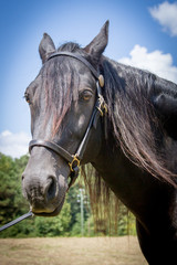 Obraz premium Black Horse Portrait
