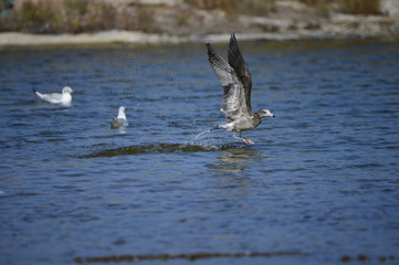 The sea bird