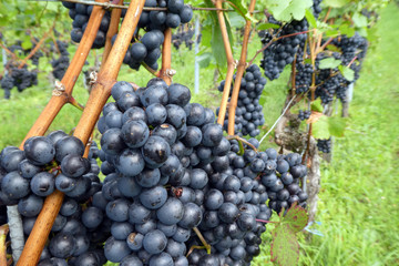 Domina Reben im Weinberg vor der Ernte