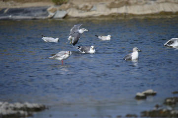The sea bird