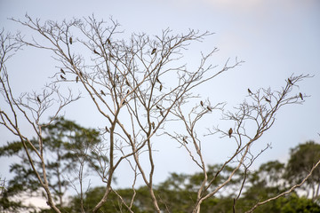 Andorinha-serradora (Stelgidopteryx ruficollis) | Southern Rough-winged Swallow photographed in Linhares, Espírito Santo - Southeast of Brazil. Atlantic Forest Biome.