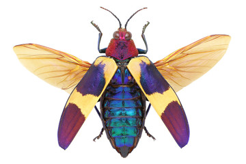 Chrysochroa buqueti jewel beetle - obrazy, fototapety, plakaty