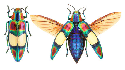 Chrysochroa ocellata jewel beetle - obrazy, fototapety, plakaty