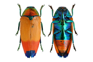 Metaxymorpha apicalis jewel beetle