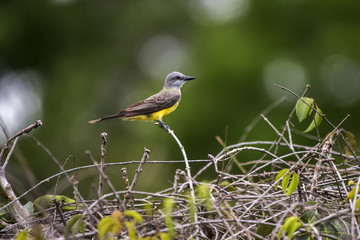 Suiriri (Tyrannus melancholicus) | Tropical Kingbird photographed in Linhares, Esp&iacute;rito Santo - Southeast of Brazil. Atlantic Forest Biome.