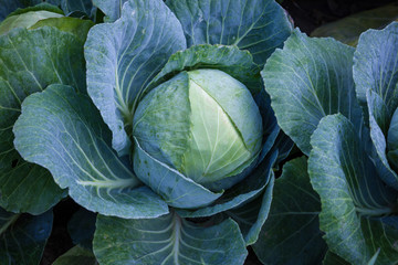 Obraz premium cabbage patch in a field early morning green and blue