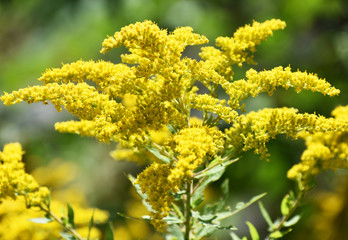 yellow flowers