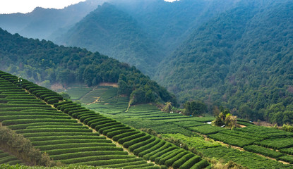 Fototapeta premium Tea Mountain