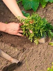 woman gardener replanting flowers