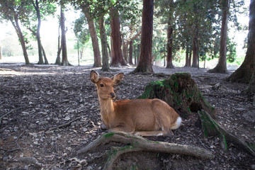 Fototapeta premium 奈良の鹿4