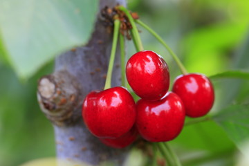 Large cherry