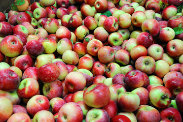 fresh harvest apple background