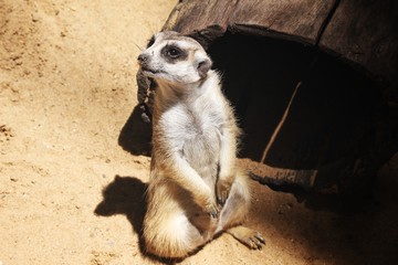 Meerkat