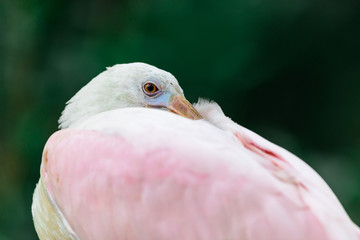 Fototapeta premium Platalea ajaja