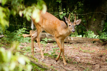 White Tailed Deer