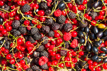 Fresh berries of blackberries, raspberries, red currant and blackcurrant for background