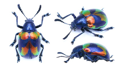 Platycorynus undatus leaf beetle - obrazy, fototapety, plakaty