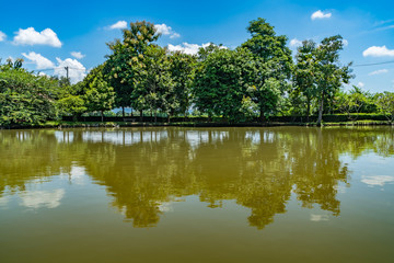Green trees and lake