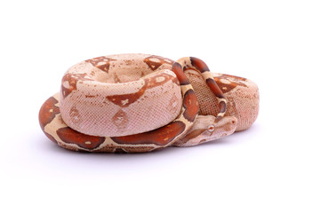 Boa constrictor imperator Albinos VPI T+