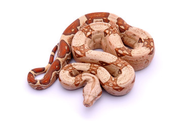 Boa constrictor imperator Albinos VPI T+