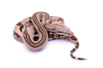 Obraz premium Boa constrictor imperator Pastel Stripe