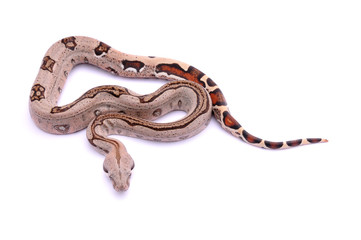 Boa constrictor imperator Pastel Stripe